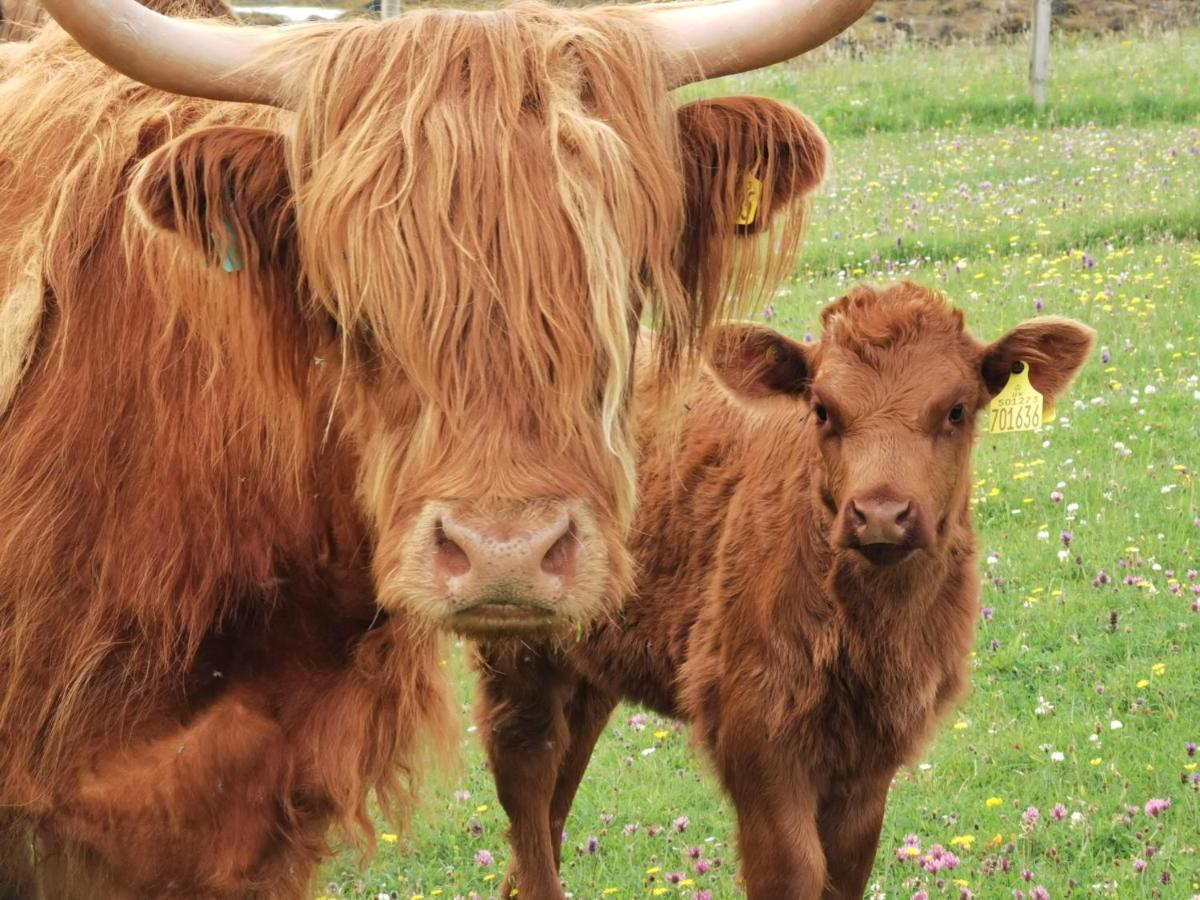 Oban Youth Hostel エクステリア 写真 Highland cattle